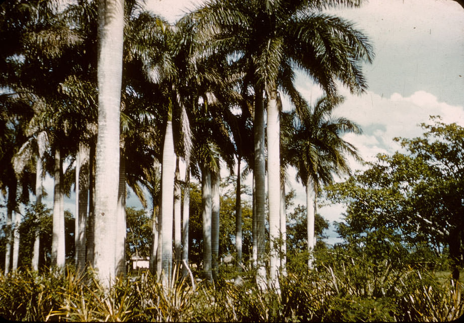 Palm grove, Mamey, Cuba