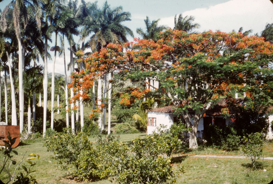 Palms and flamboyan trees by house in Cuba