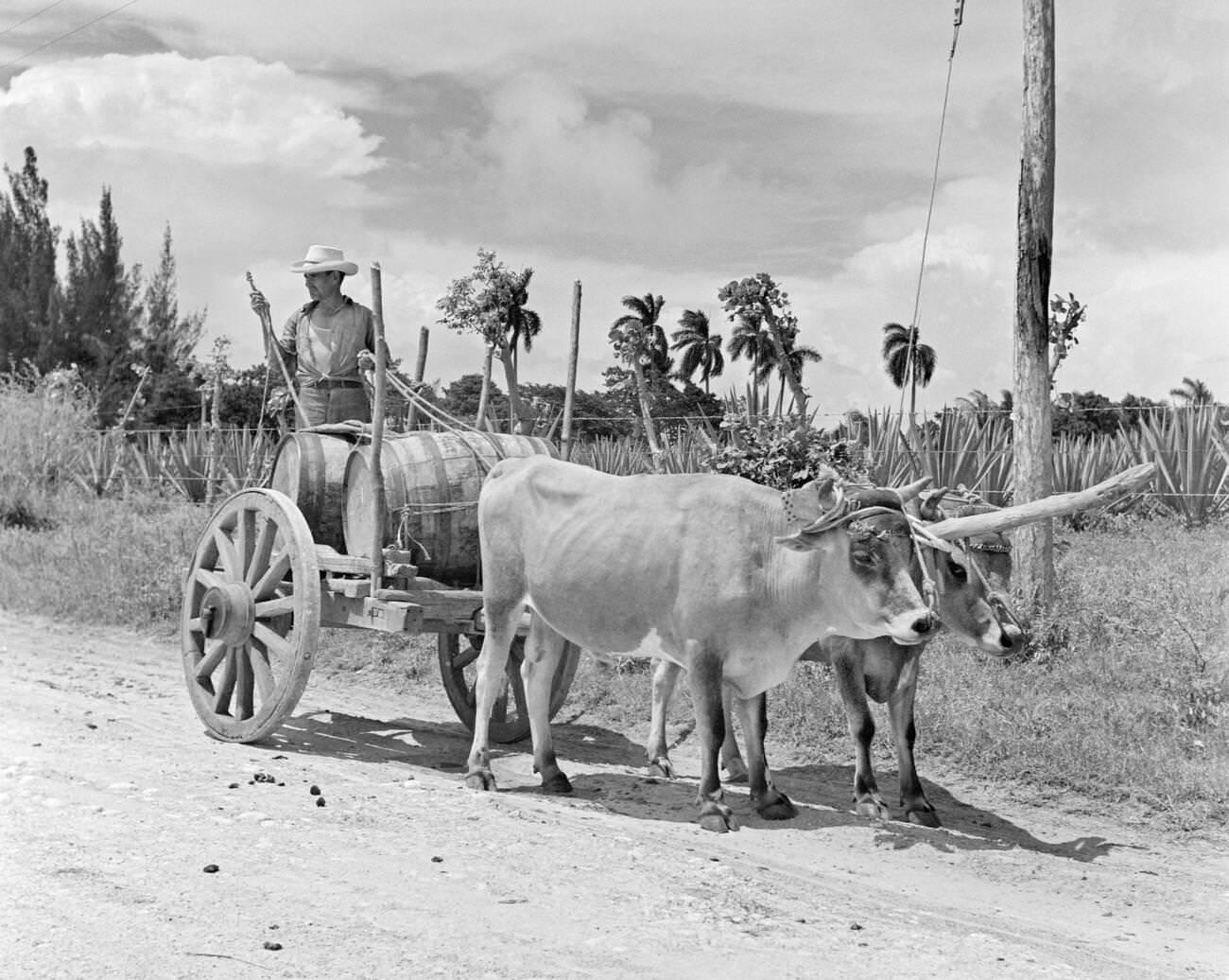 Worker with Team of Oxen Hauling Barrels of Bacardi Rum, Cuba, 1950s