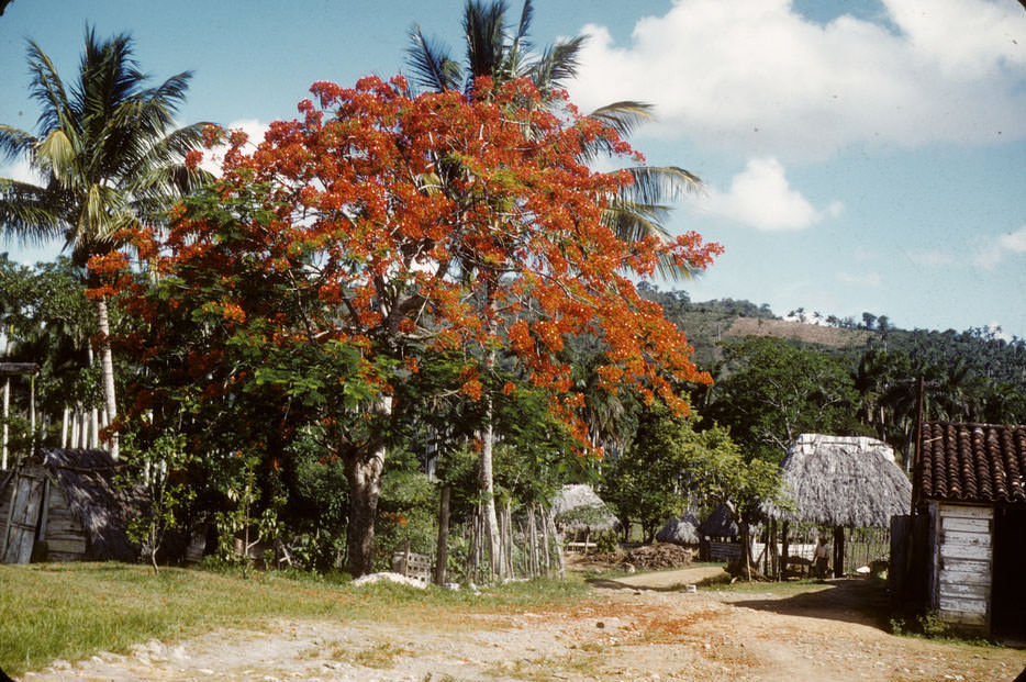 Flamboyan, palms, thatched, tiled houses