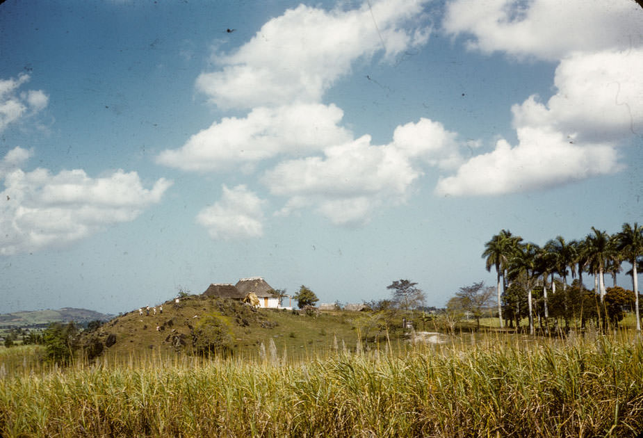 Home in cane field, Cuba