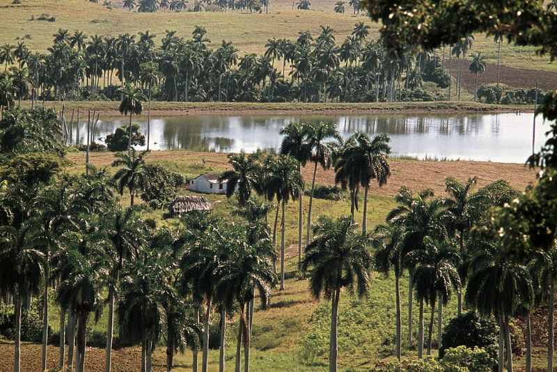 Oasis with palm trees in the interior of Cuba, Cuba, 1976