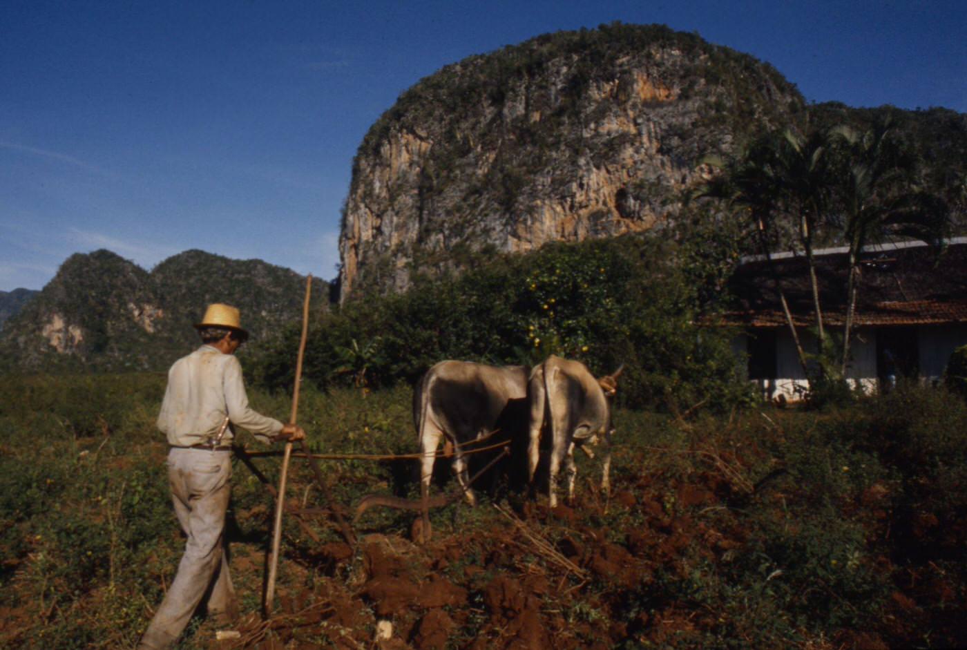 Farmer plowing with oxen in the Vinales Valley, featured in 'Closeup: Cuba - The Castro Generation', Cuba, 1977.