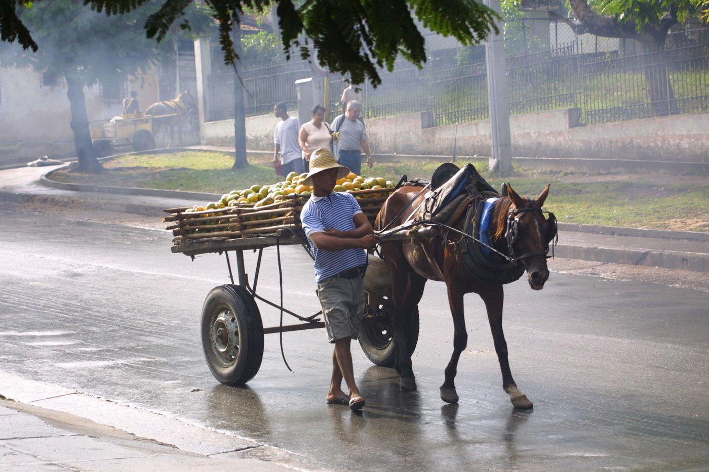 Cuban peasant carrying mangoes on a horse-drawn cart, Cuba, 1990.