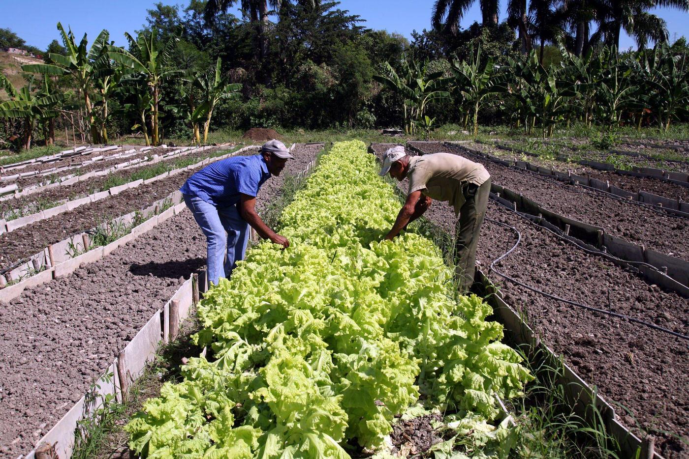 Two Cuban peasants growing lettuce in Santiago de Cuba, Cuba, 1990.