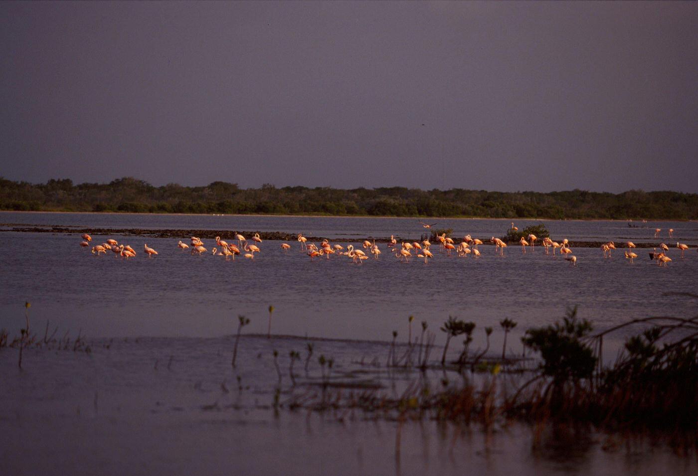 Flamingos spending the winter in the sea of Cayo Coco Isle, Cuba, 1990s.
