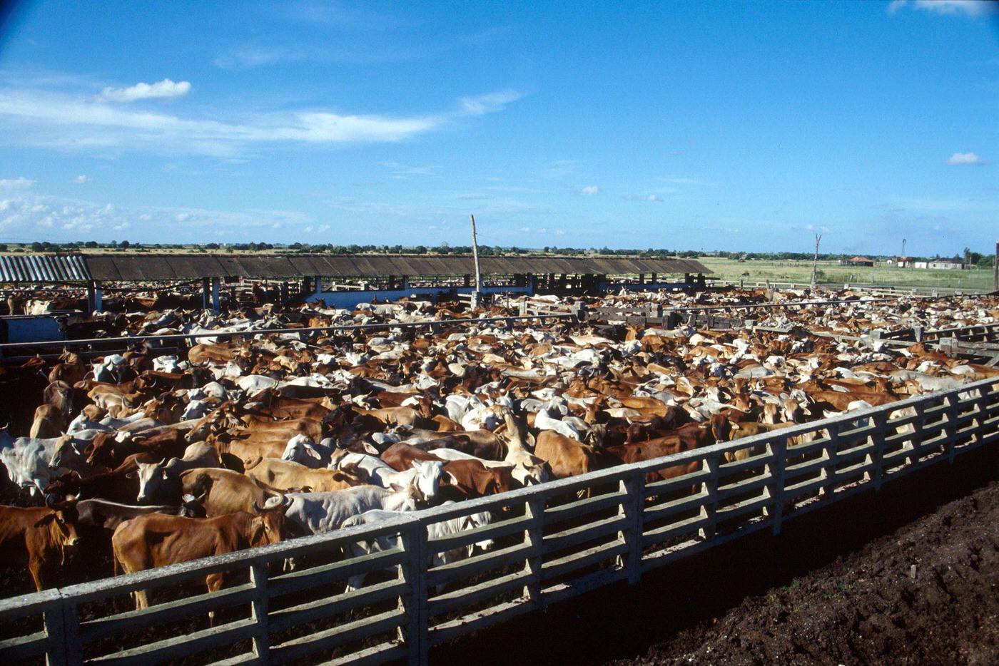 Cattle stock farm in Camaguey, Cuba, 1990s.