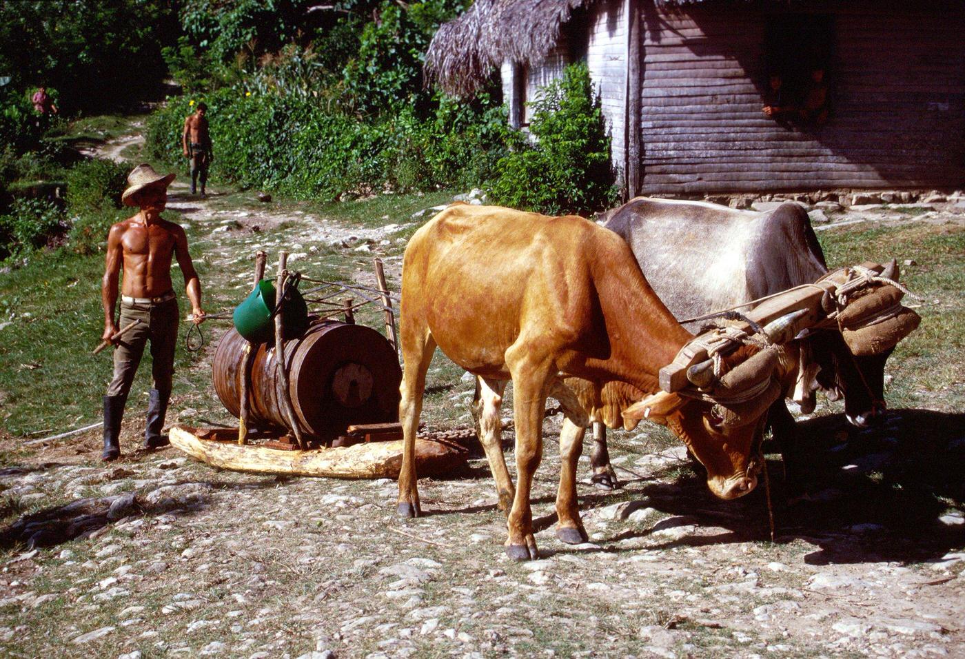 Cuban peasant carrying a water tank using two oxen in the Sierra Maestra mountain range, Cuba, 1990s.