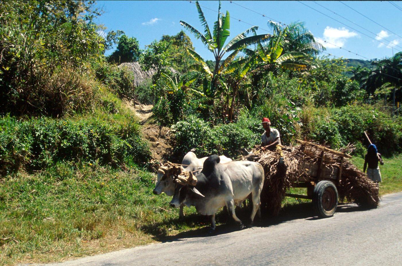 Cuban peasant driving a cart drawn by two oxen in Holguin, Cuba, 1990.