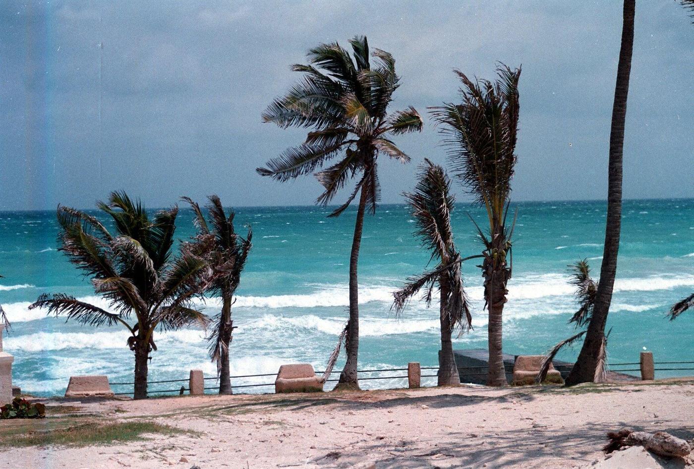 Beach, palm trees, and sea in Varadero, Cuba.