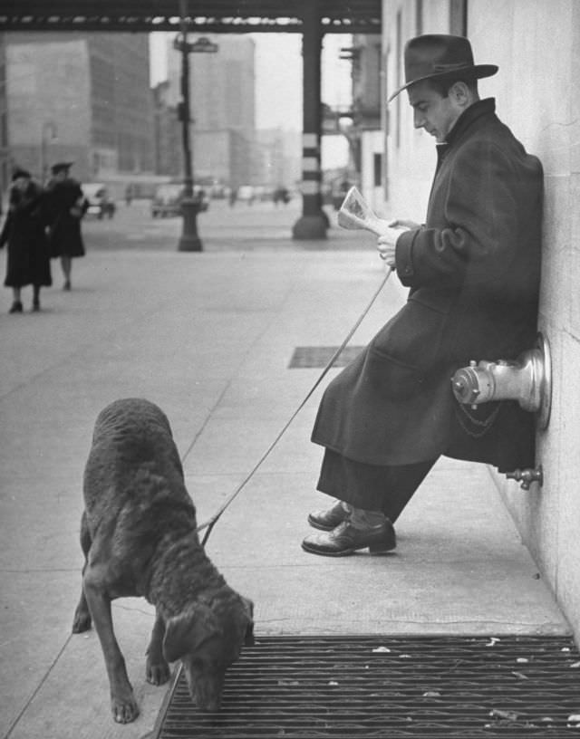 Sportscaster Bill Stern read a newspaper as his Chesapeake Bay retriever sniffed a sidewalk grate, New York City, 1944.
