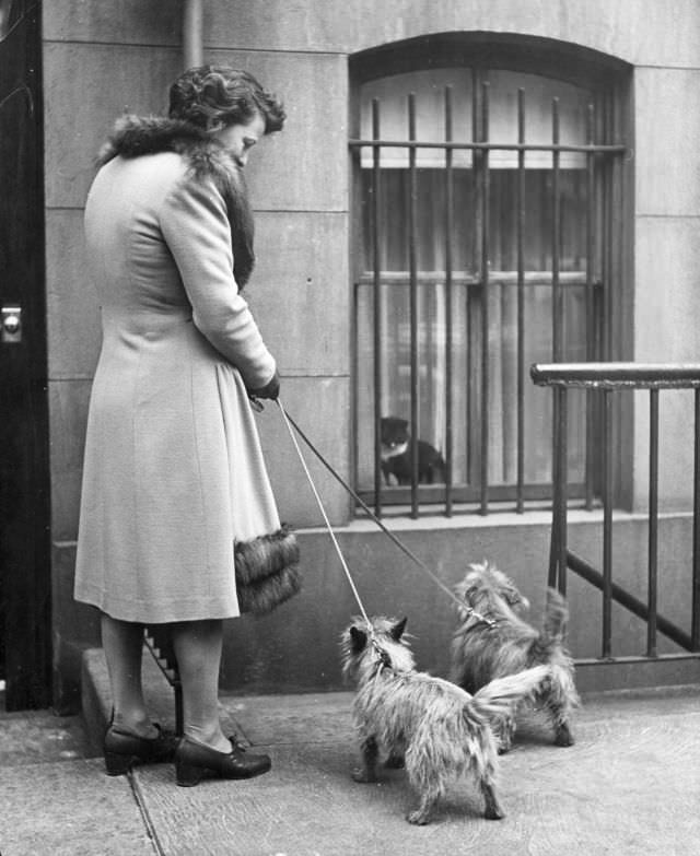 Actress Margaret Webster’s two Cairn terriers checked out a cat perched in the window, New York City, 1944.