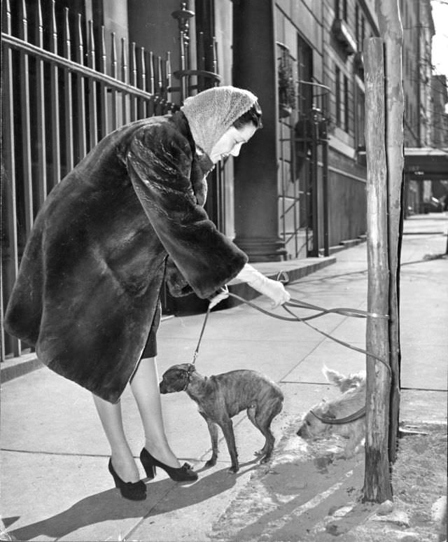 Actress Cornelia Otis Skinner, clad in a sheared beaver fur coat, walking her dogs in New York City, 1944.
