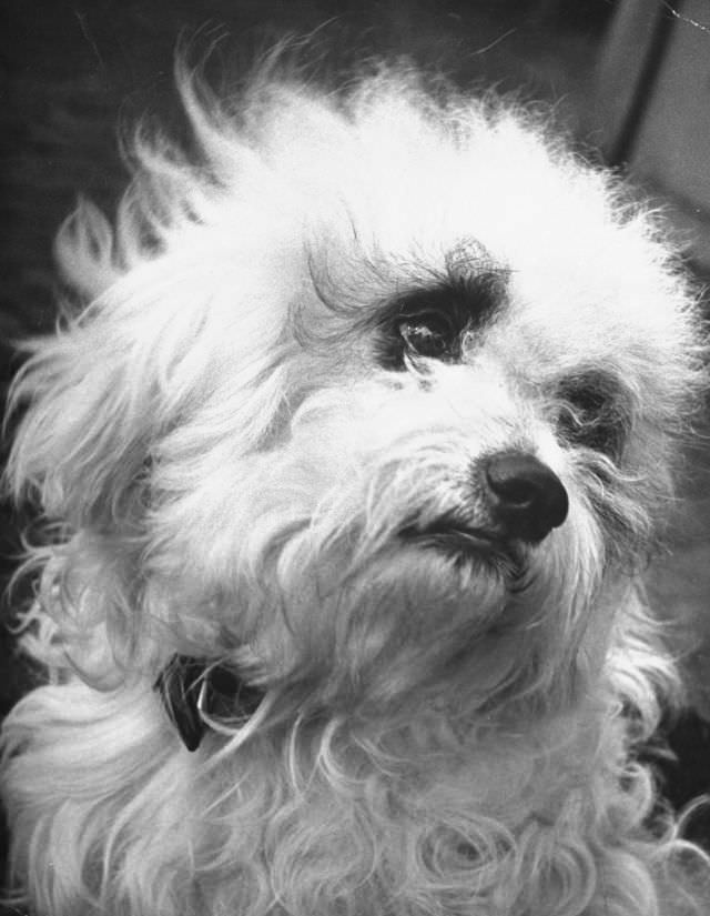 Former Metropolitan Opera singer Thalia Sabaneev’s Maltese poodle/wire-haired terrier mix called Pooch was featured on the cover of LIFE magazine’s issue of April 3, 1944.