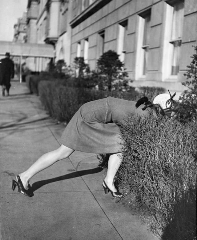 Actress Joan Caulfield reached deep down behind a hedge to extract her West Highland terrier Witty, while trying to take him for a walk in New York City, 1944.