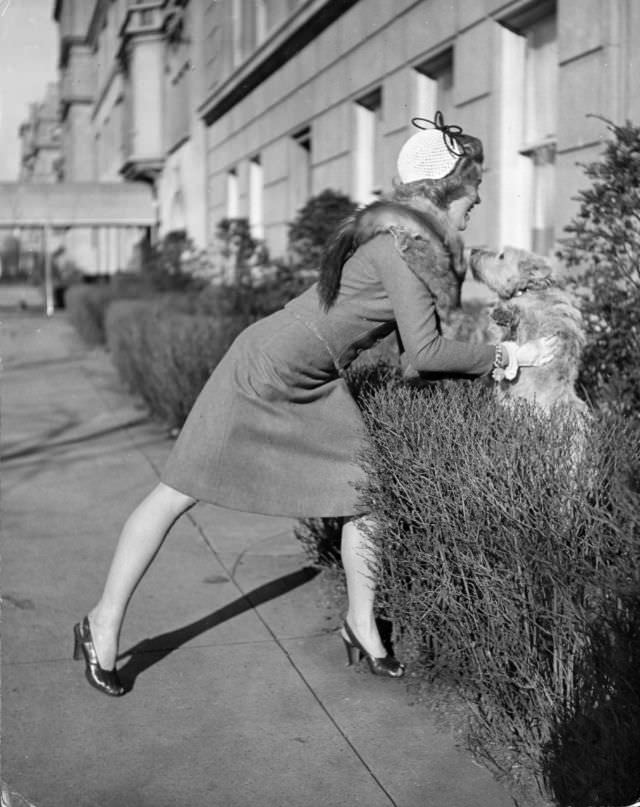 Actress Joan Caulfield lifted her West Highland terrier Witty, out from behind a hedge, while trying to take him for a walk, 1944.