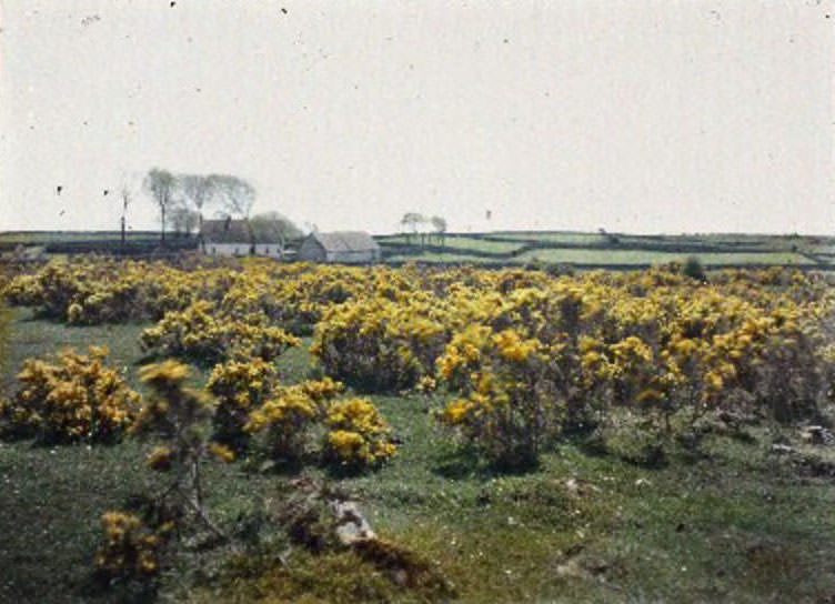 Charming house nestled amidst the enchanting gorse bog of South Connemara, 29 May 1913