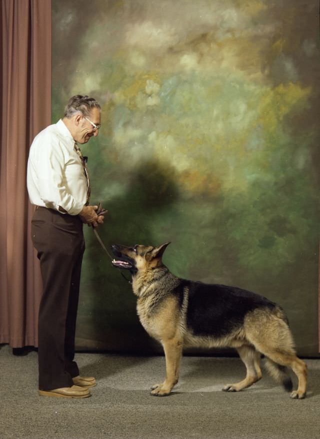 Portrait of Bob Allen with a German shepherd dog, June 1977
