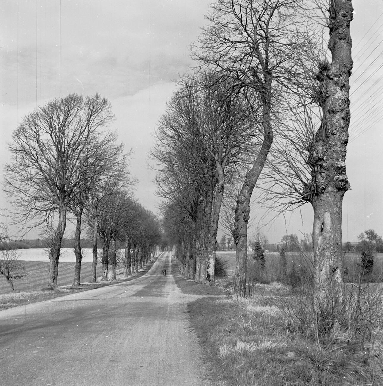 Tree-Lined Country Road near Rouen, France, 1950s
