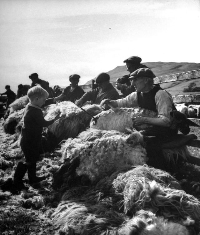 A four-year-old boy branded the newly sheared sheep with tar, Scotland, 1947.