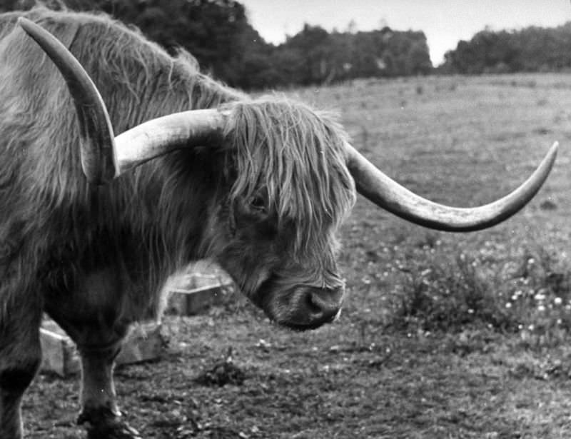 A champion steer stood in a pasture, Scotland, 1947.