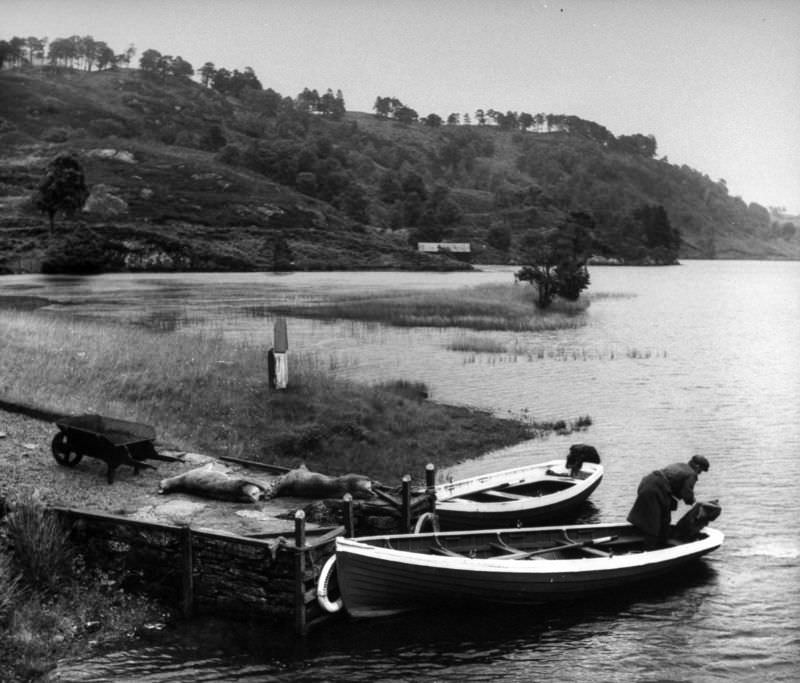 A newly released prisoner of war brought carcasses (shot the night before) up to shore, Scotland, 1947.