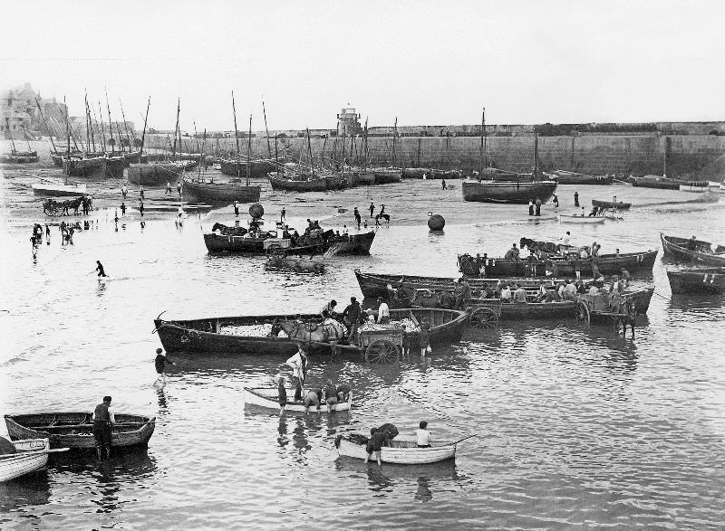 A busy scene in the harbour showing the seine boats offloading their catch of pilchards, which were then taken by horse and cart to the fish cellars for processing, St. Ives, Cornwall
