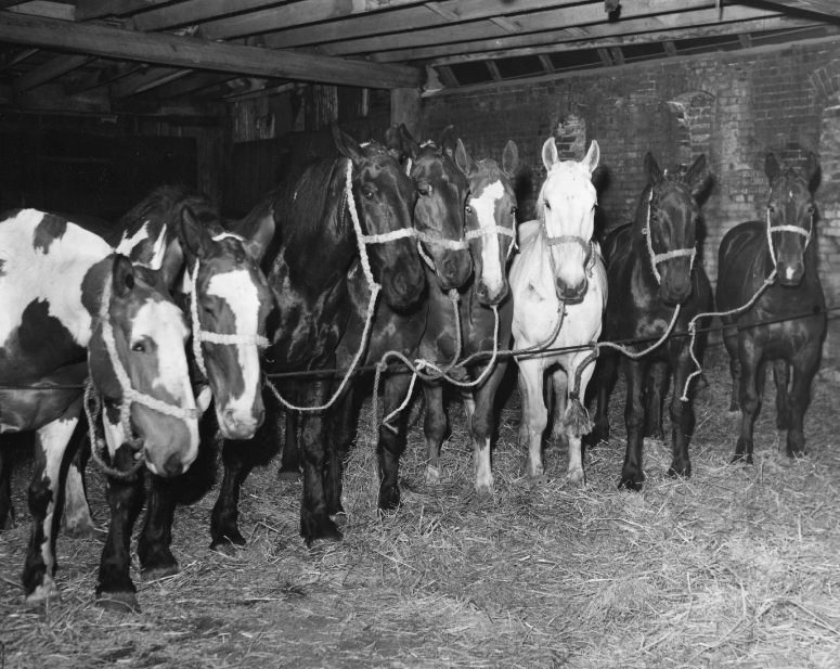 Horse and Wagon Delivery Service, 1942