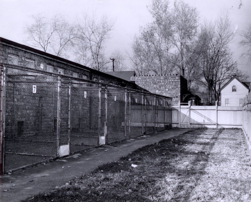 Exercise kennels are available for warm weather. They adjoin inside cages, 1955