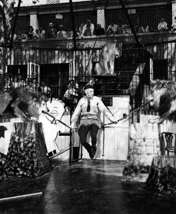 St. Louis Zoo Lion Show, 1951