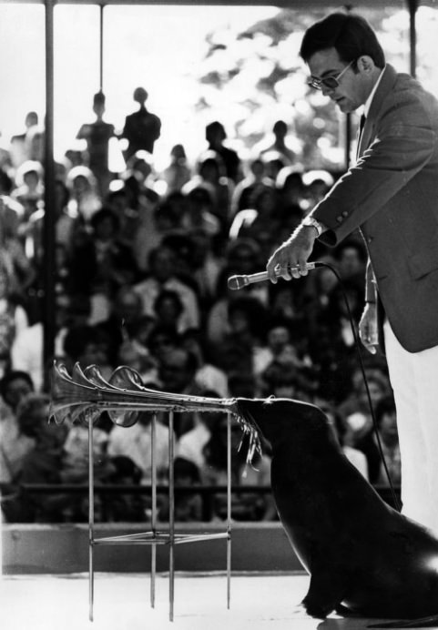 St. Louis Zoo Seal Show, 1977