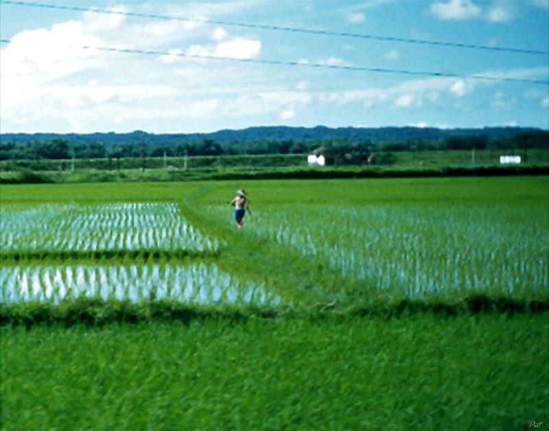 Rice farmer in Taiwan, 1954
