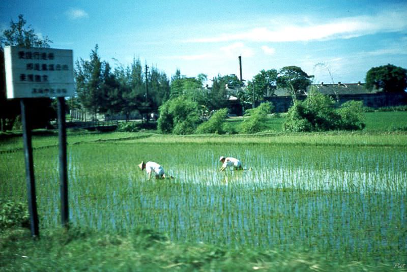 Rice paddies on the way to Tainan from Kaohsiung, Taiwan, 1954