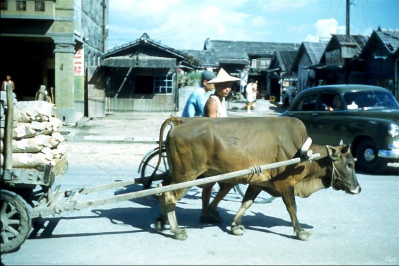 Ox cart, Tainan, 1954