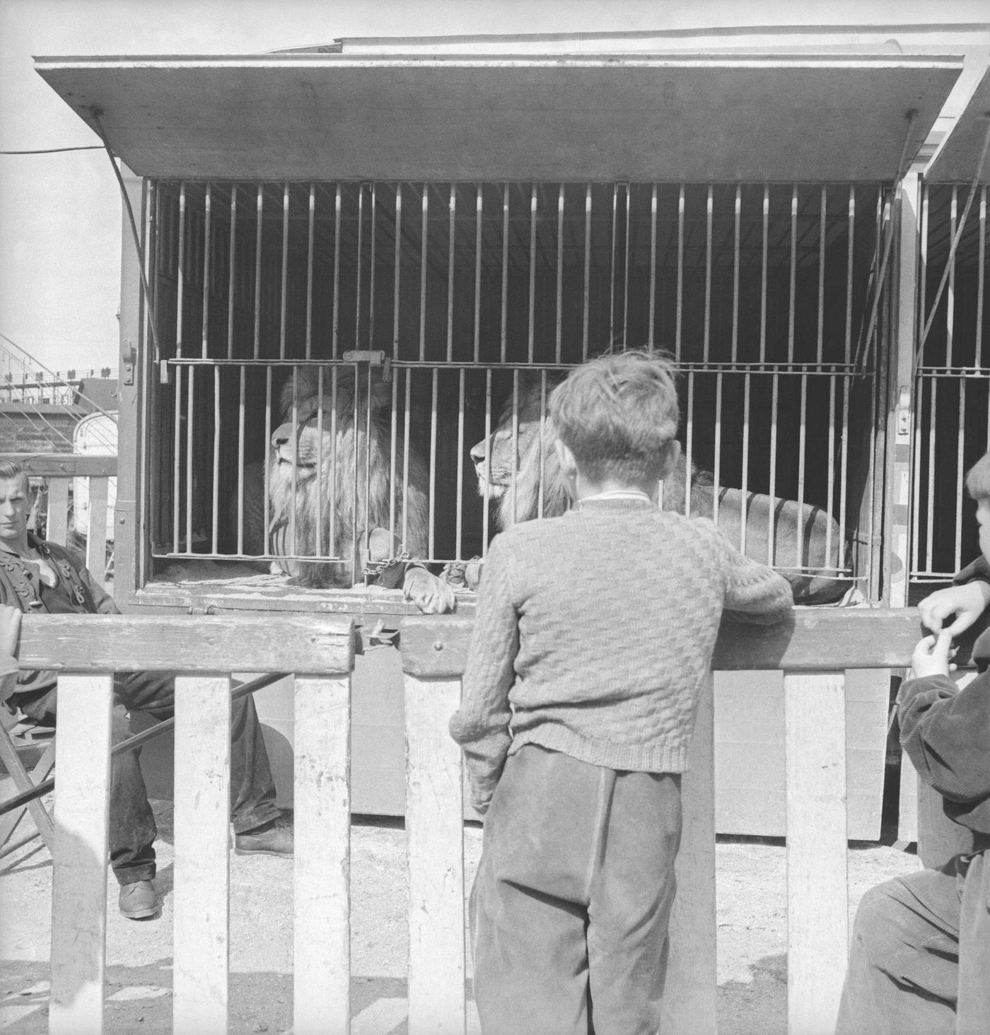 A boy looking at lions at Circus Rebernigg in Vienna, April 1956.