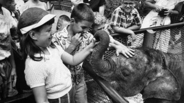 Baby Animals at the Zoo