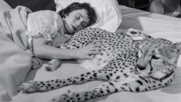 Celebrities with Cheetahs