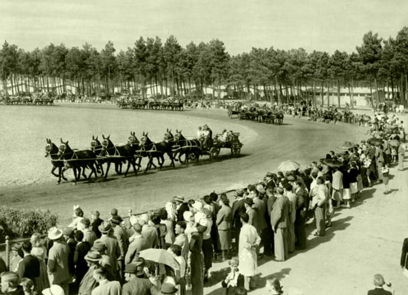 Mule teams at the Goodwood Show, 1960.