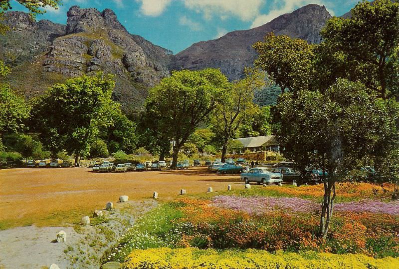 Kirstenbosch, 1966. This parking lot was later moved to the back of the building. But it's all gone now