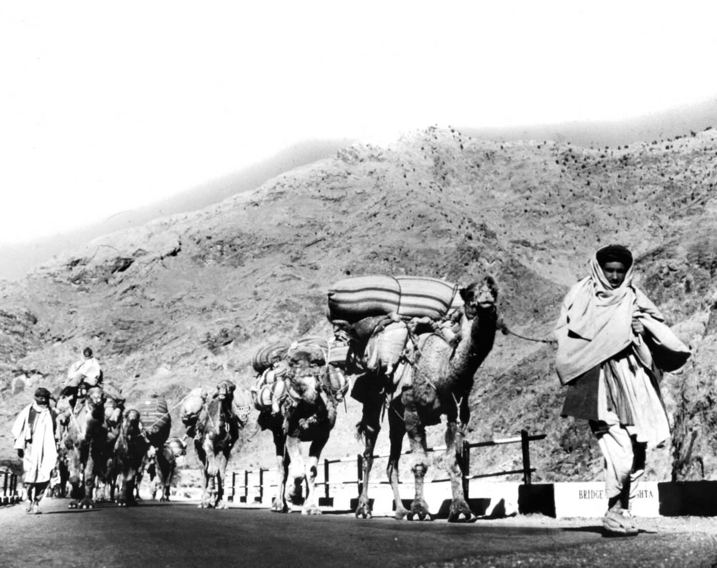Camel caravans coming from Kabul, Afghanistan through Khyber Pass, 1955.