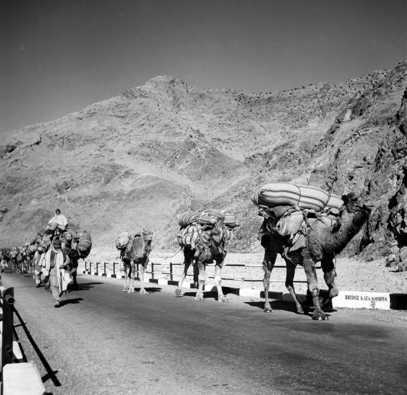 Camel caravans coming from Kabul, Afghanistan through Khyber Pass, 1955.