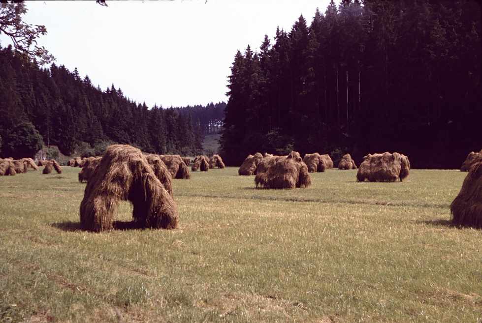 Haystacks somewhere in the Rhineland, June 1958