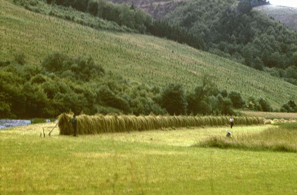 Haystacks somewhere in the Rhineland, June 1958