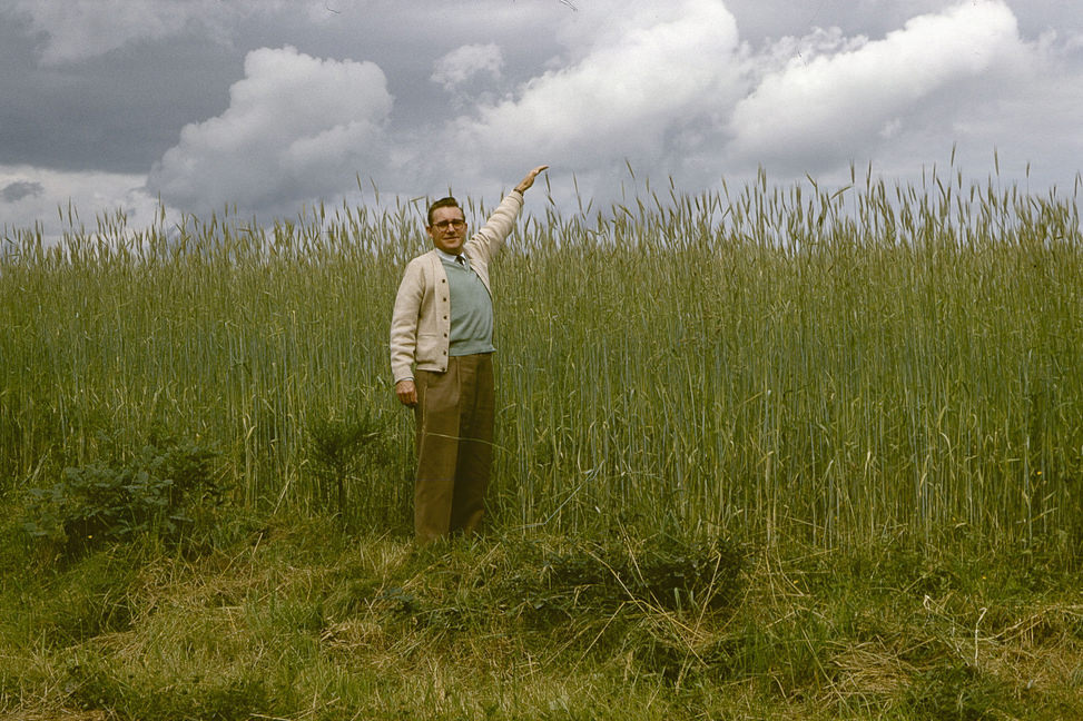 Man demonstrating the height of the grain in a field somewhere in the Rhineland, 24 June 1958