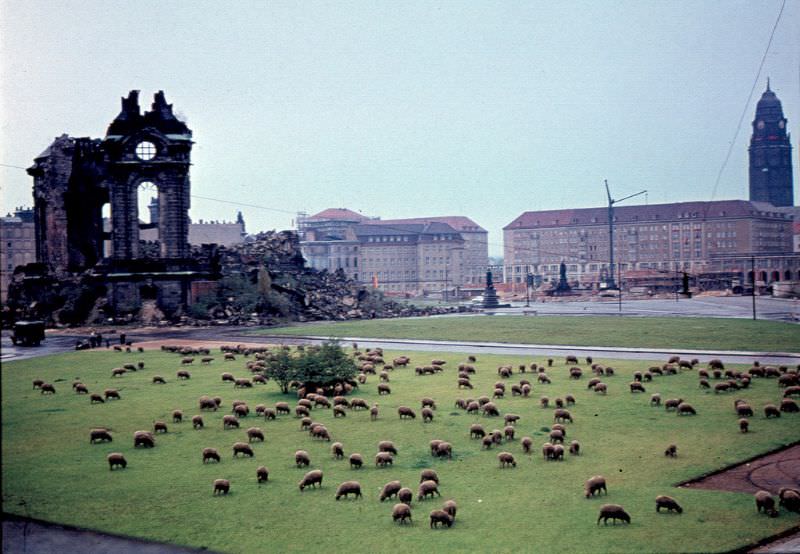 Using sheep as municipal lawnmowers, Dresden