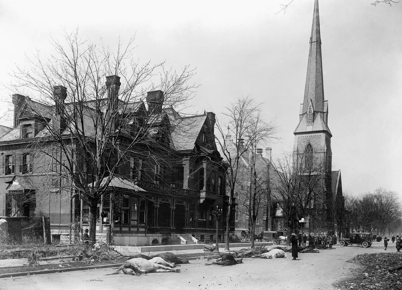 Dead horses in the streets after the flood in Dayton, Ohio, March 1913.