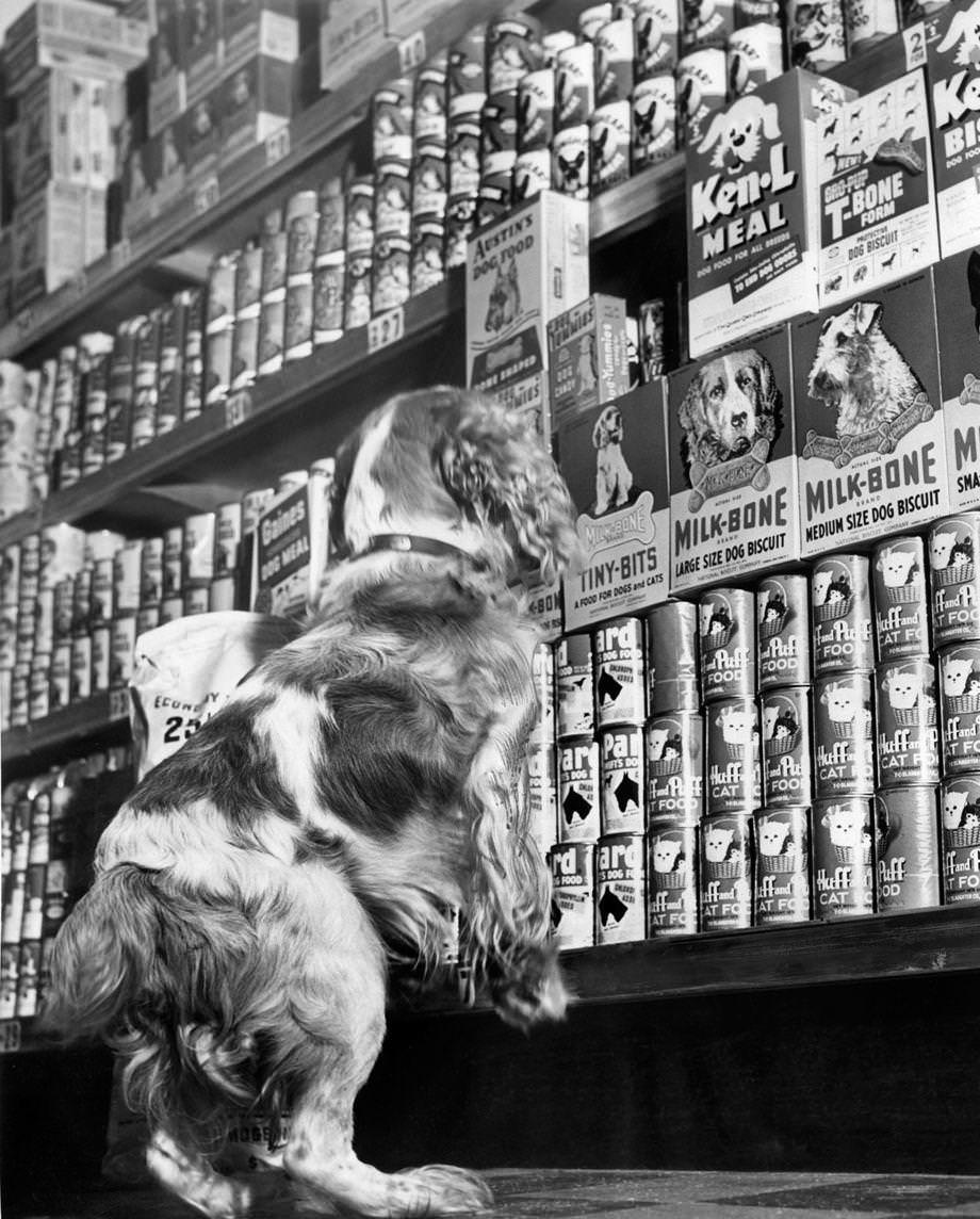 Scoop sniffed around the pet food aisle at a grocery store in Richmond’s West End, 1944.