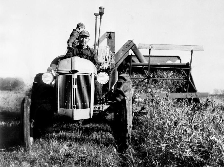 Eastern Henrico County farmer J.B. Alvis drove his tractor through 70 acres of soybeans, 1949.