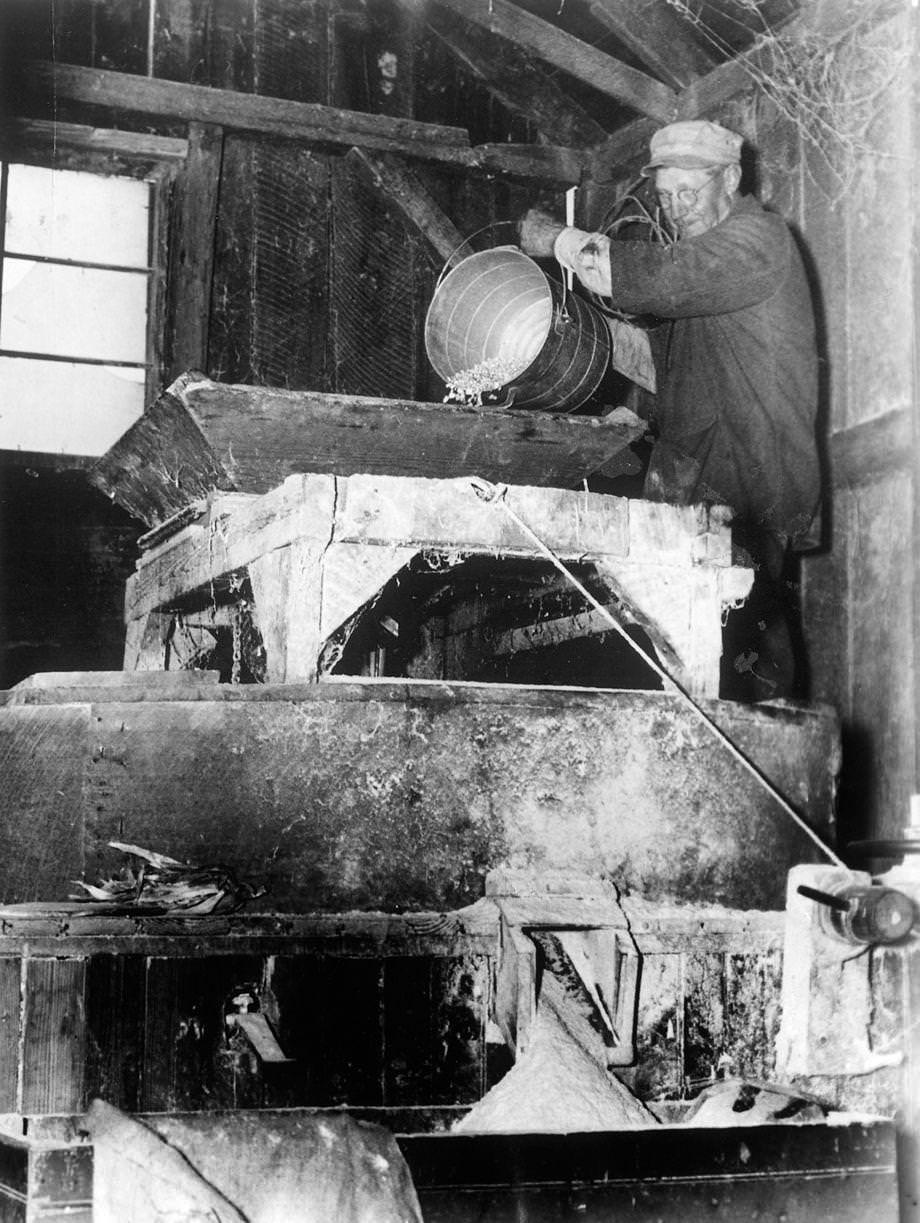 Ed Brooking, the 68-year-old proprietor of the Cedar Point Grist Mill in Goochland County, loaded corn into a funnel to be ground by the millstones, 1947.