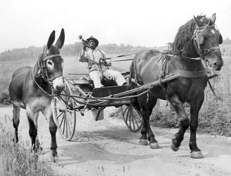 James Q. Jones took his male donkey on a two-week breeding circuit through Goochland, Louisa and Hanover counties. Jones “bugled his brains out” on his Boy Scout bugle to alert nearby horse owners and members of the League for Planned Mule Parenthood of his arrival, 1946.